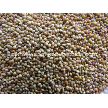 White Broomcorn Millet